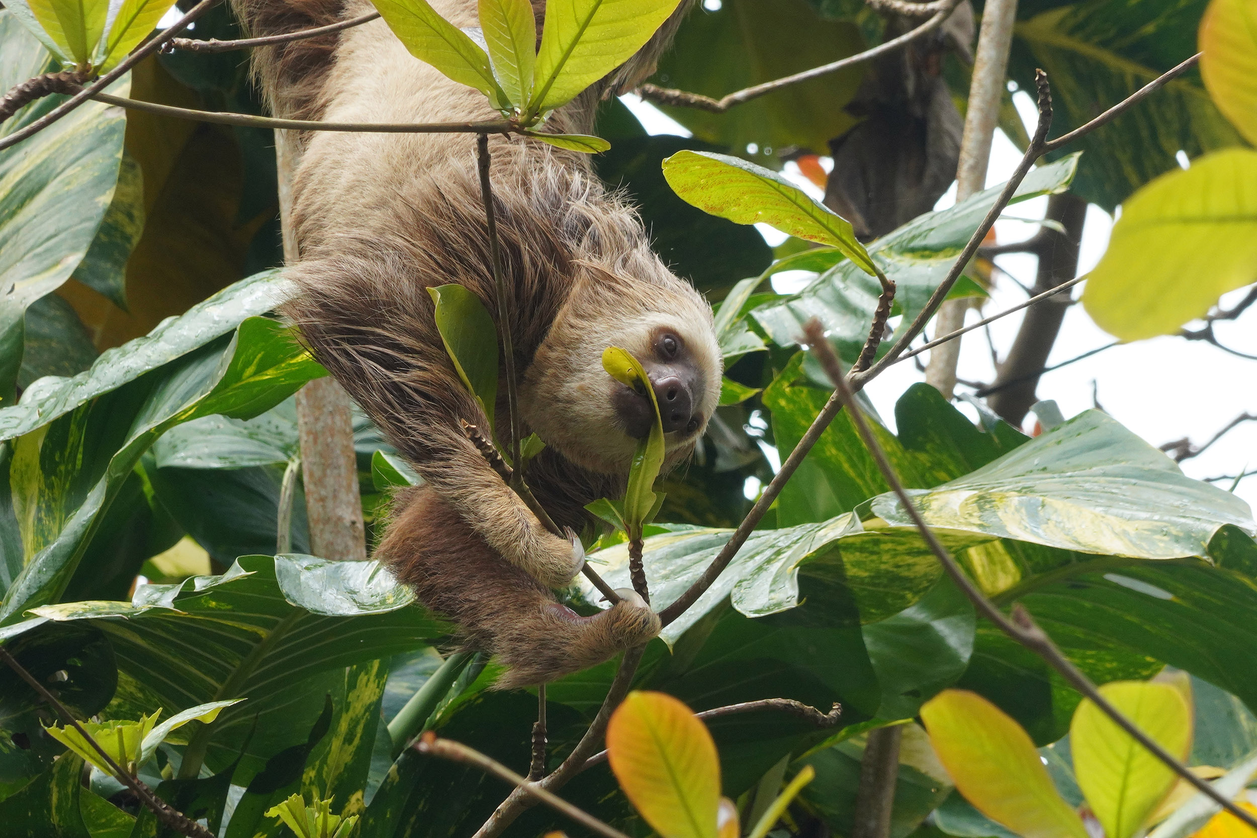 Costa Rica - Février 2025